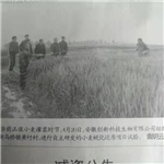 报纸